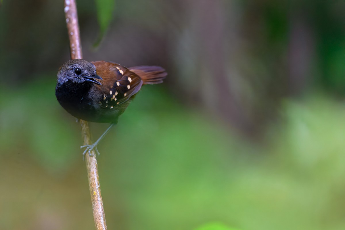 Пестрощёкий алапи - ML645873945