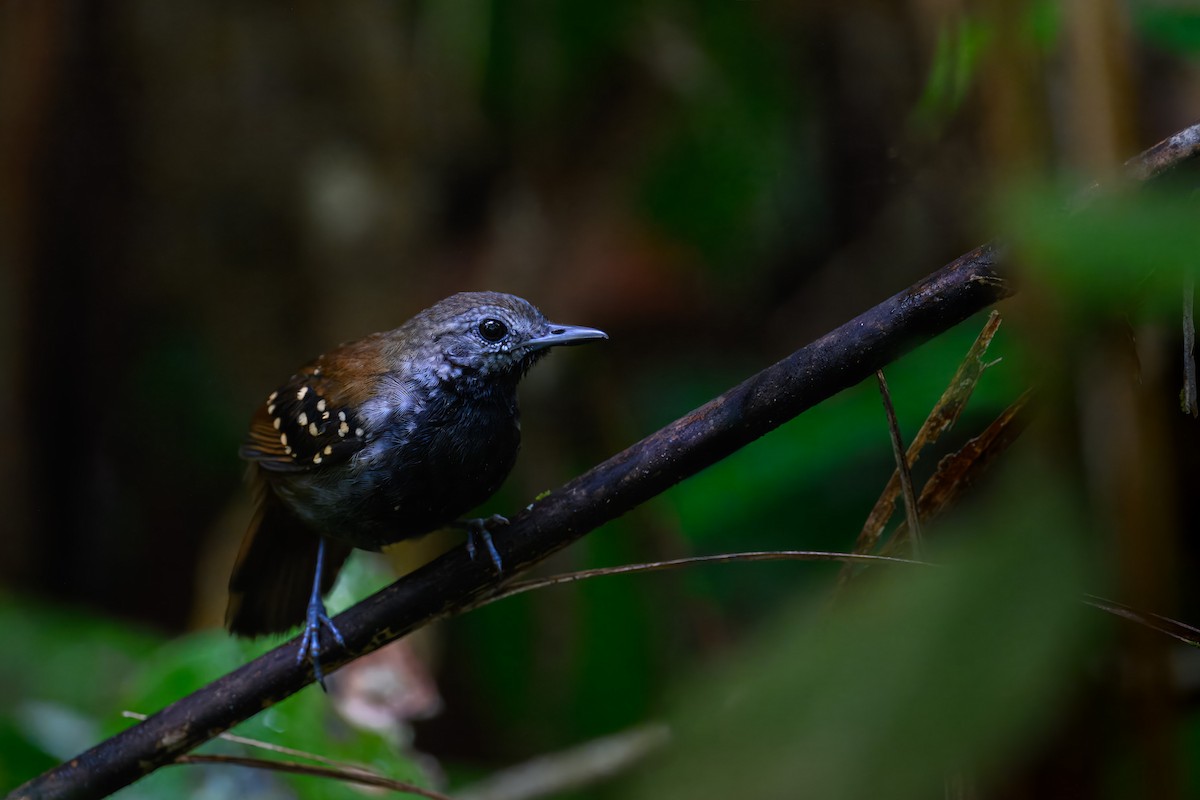 Пестрощёкий алапи - ML645873946