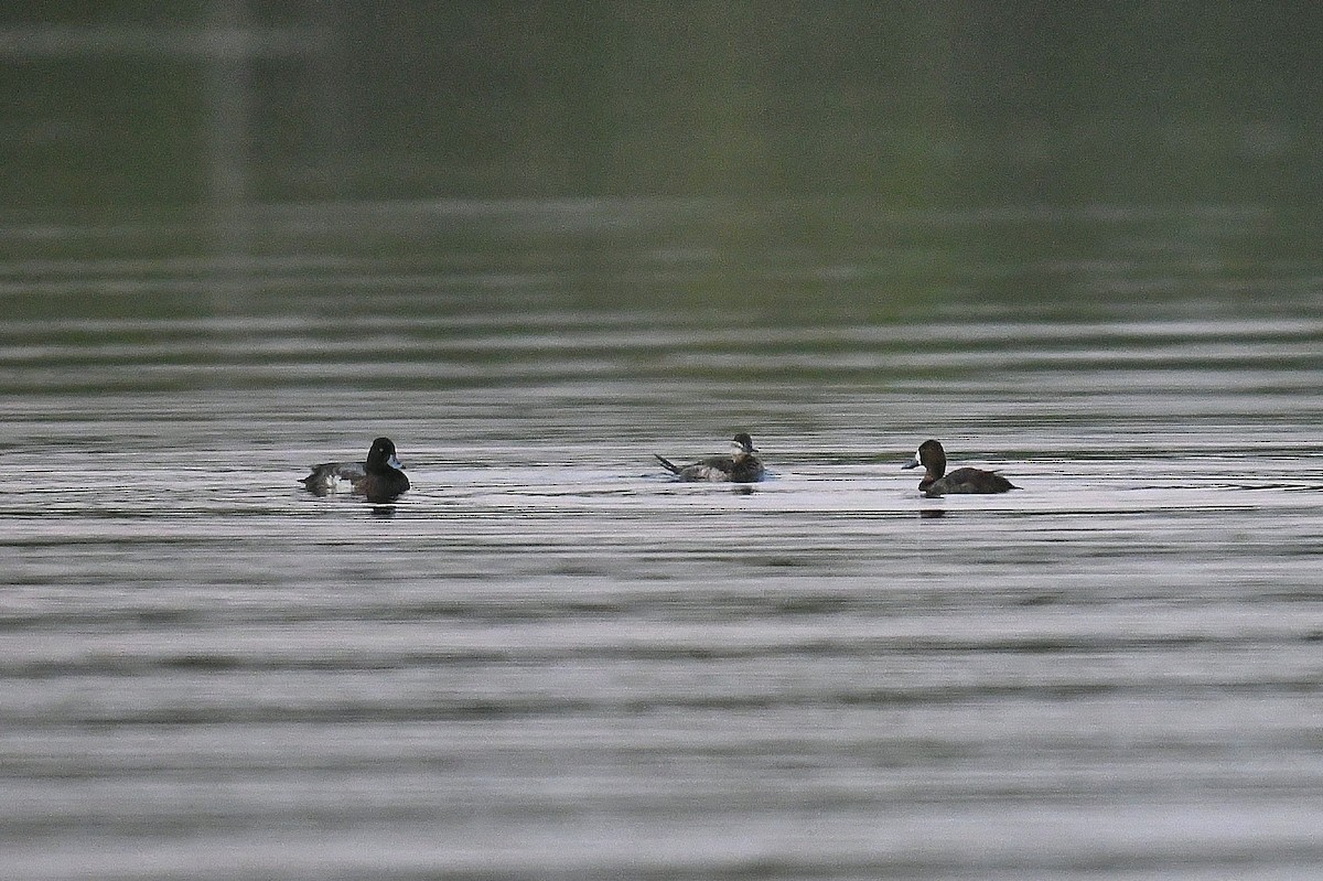 コスズガモ - ML645873947