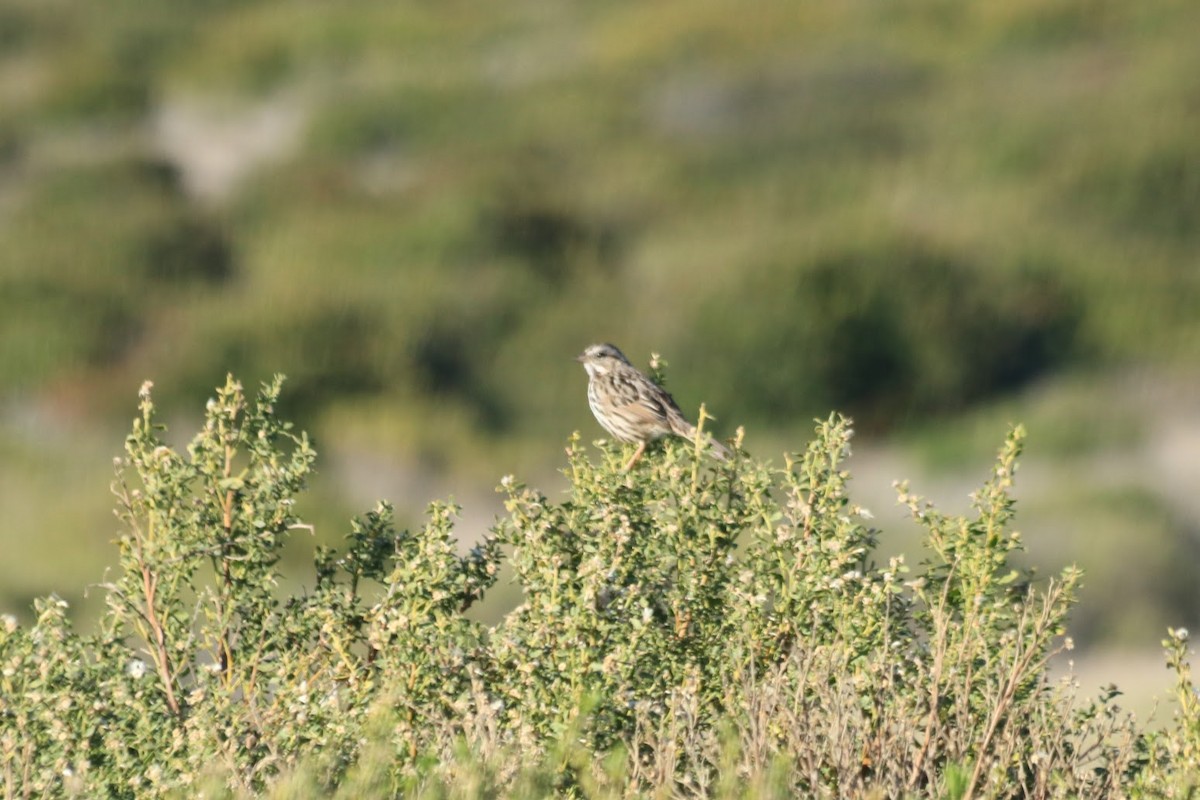 Song Sparrow - ML645873961