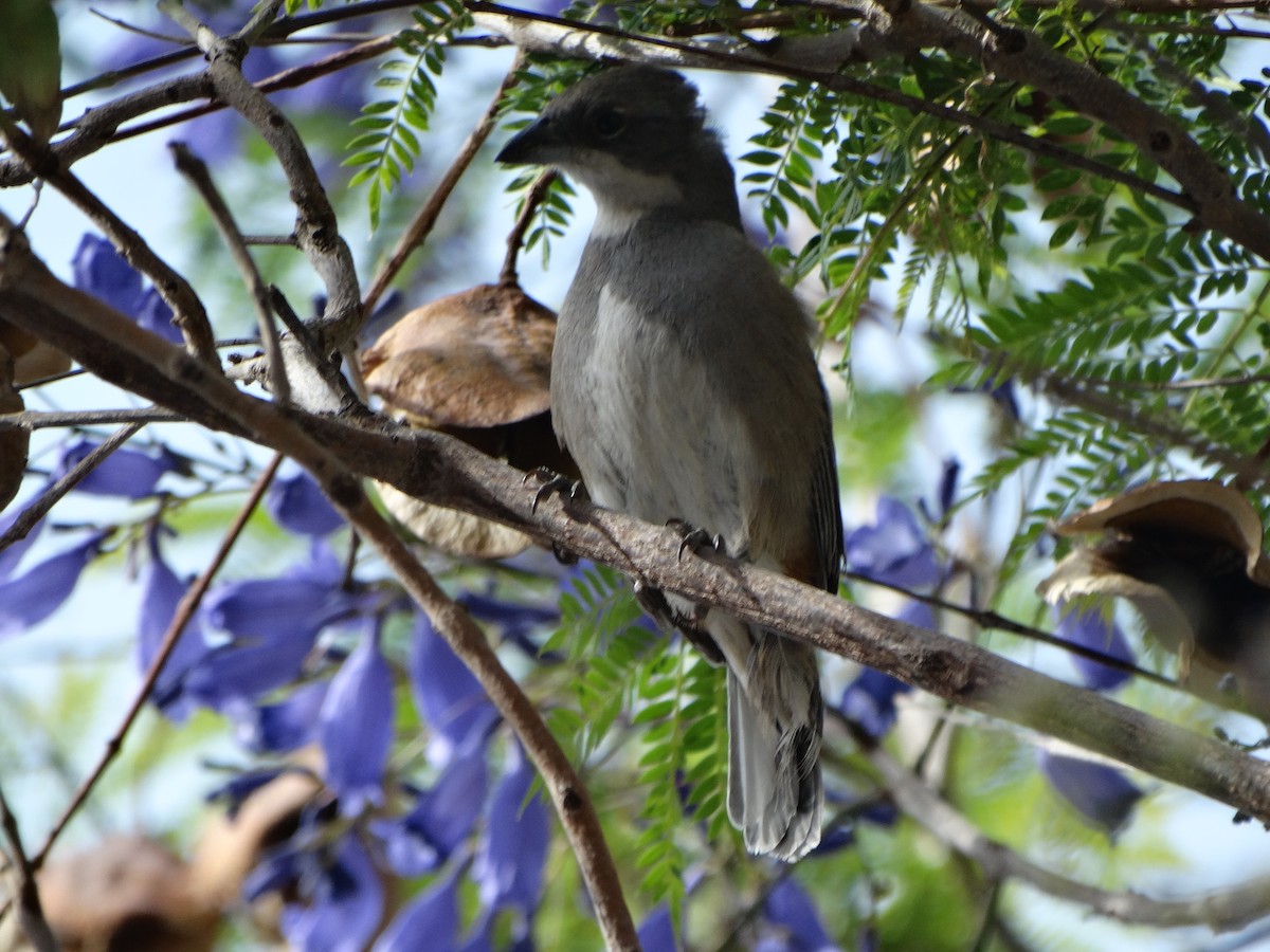 Diuca Finch - ML645873965