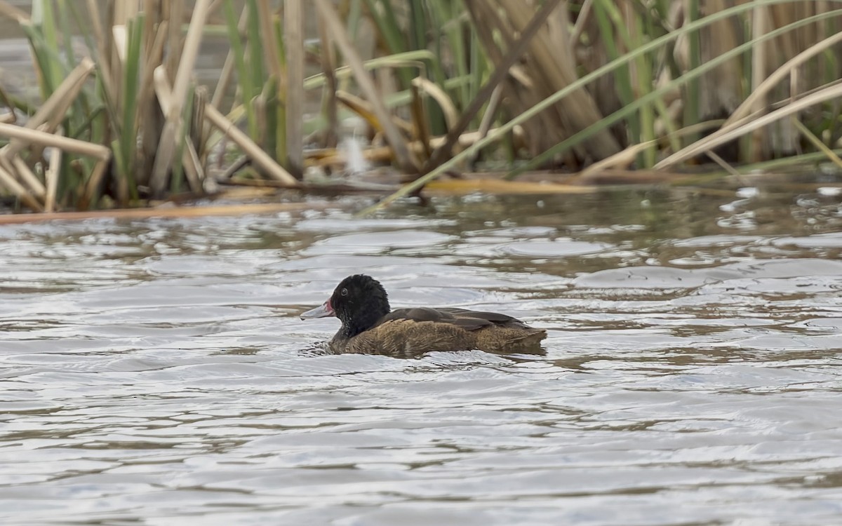 Черноголовая утка - ML645873968