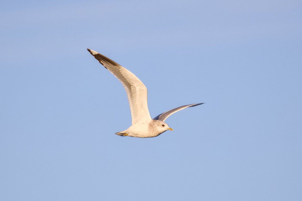 Short-billed Gull - ML645873971