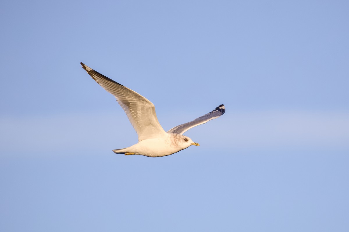 Short-billed Gull - ML645873973