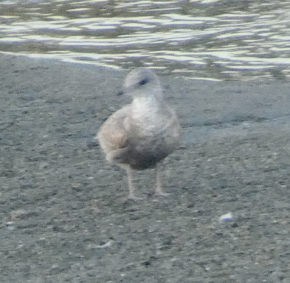 Short-billed Gull - ML645873974