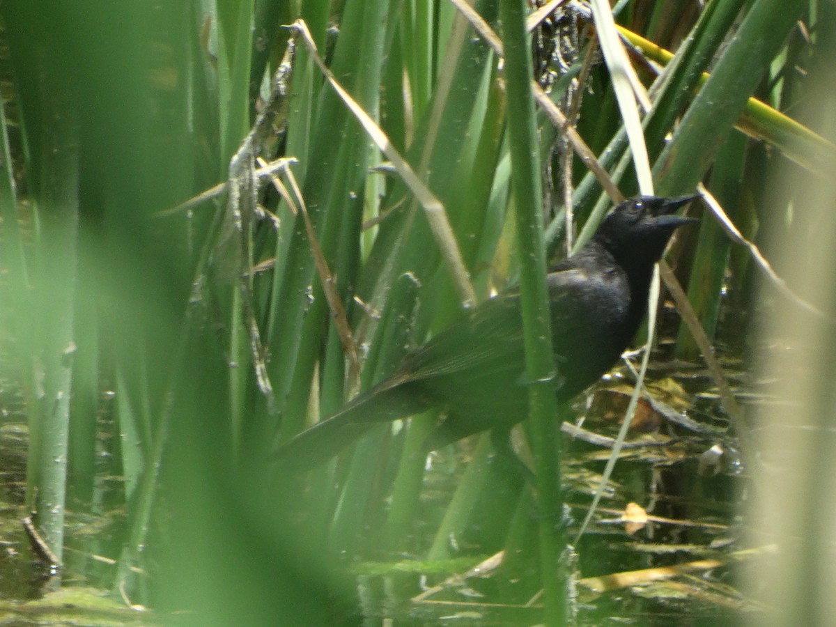Yellow-winged Blackbird - ML645873991