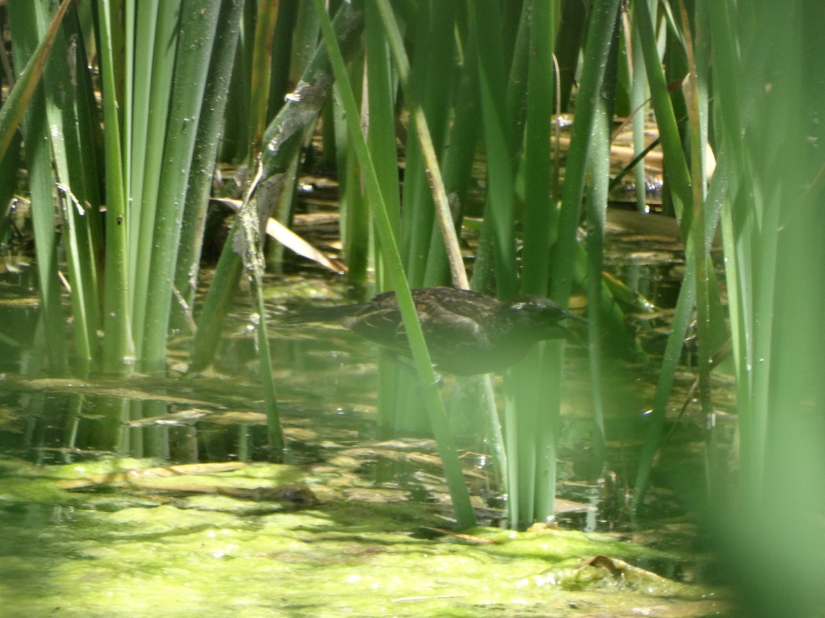 Yellow-winged Blackbird - ML645873993