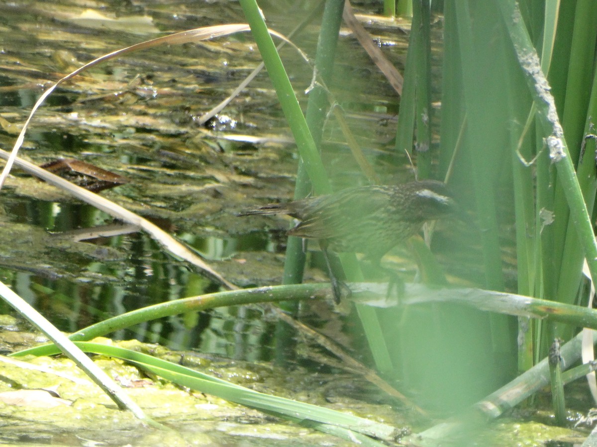 Yellow-winged Blackbird - ML645873994
