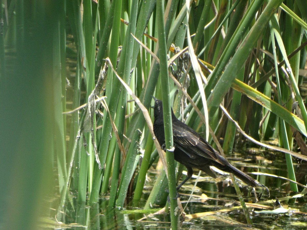 Yellow-winged Blackbird - ML645873995