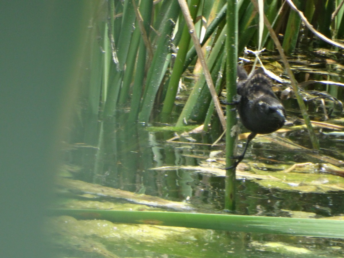 Yellow-winged Blackbird - ML645873996
