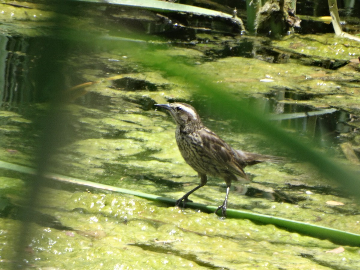 Yellow-winged Blackbird - ML645873998
