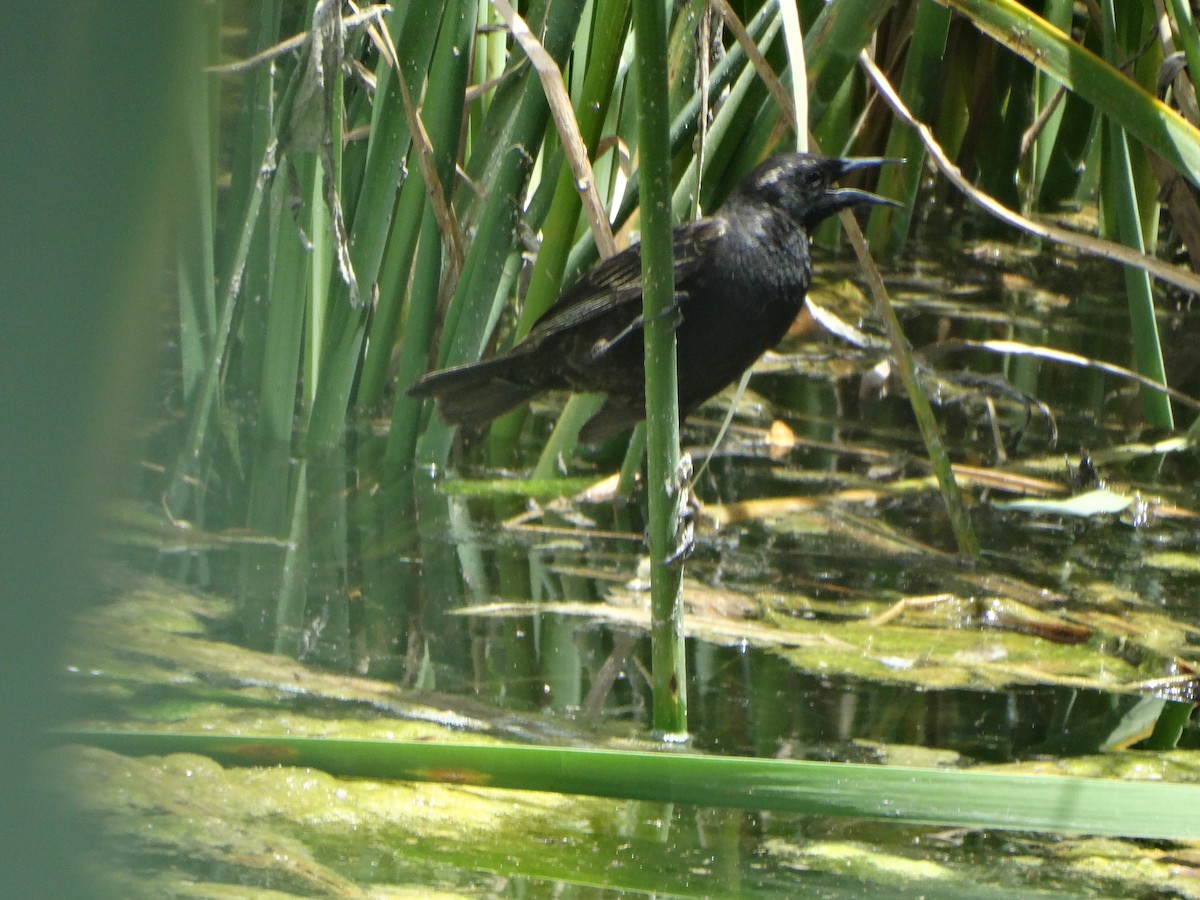 Yellow-winged Blackbird - ML645873999