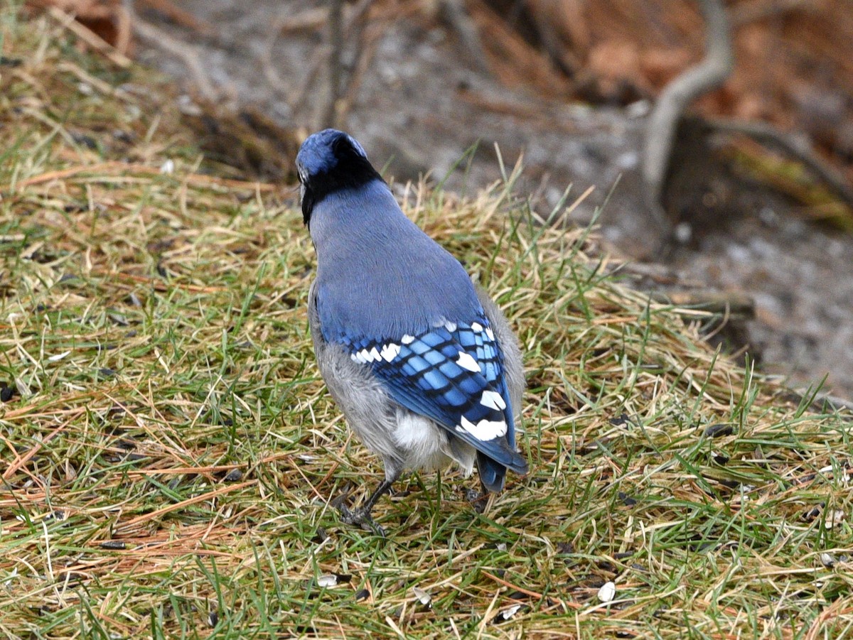 Blue Jay - ML645874001