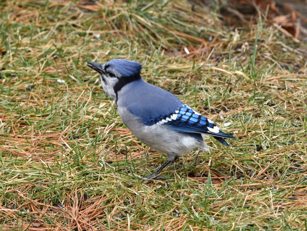 Blue Jay - ML645874002
