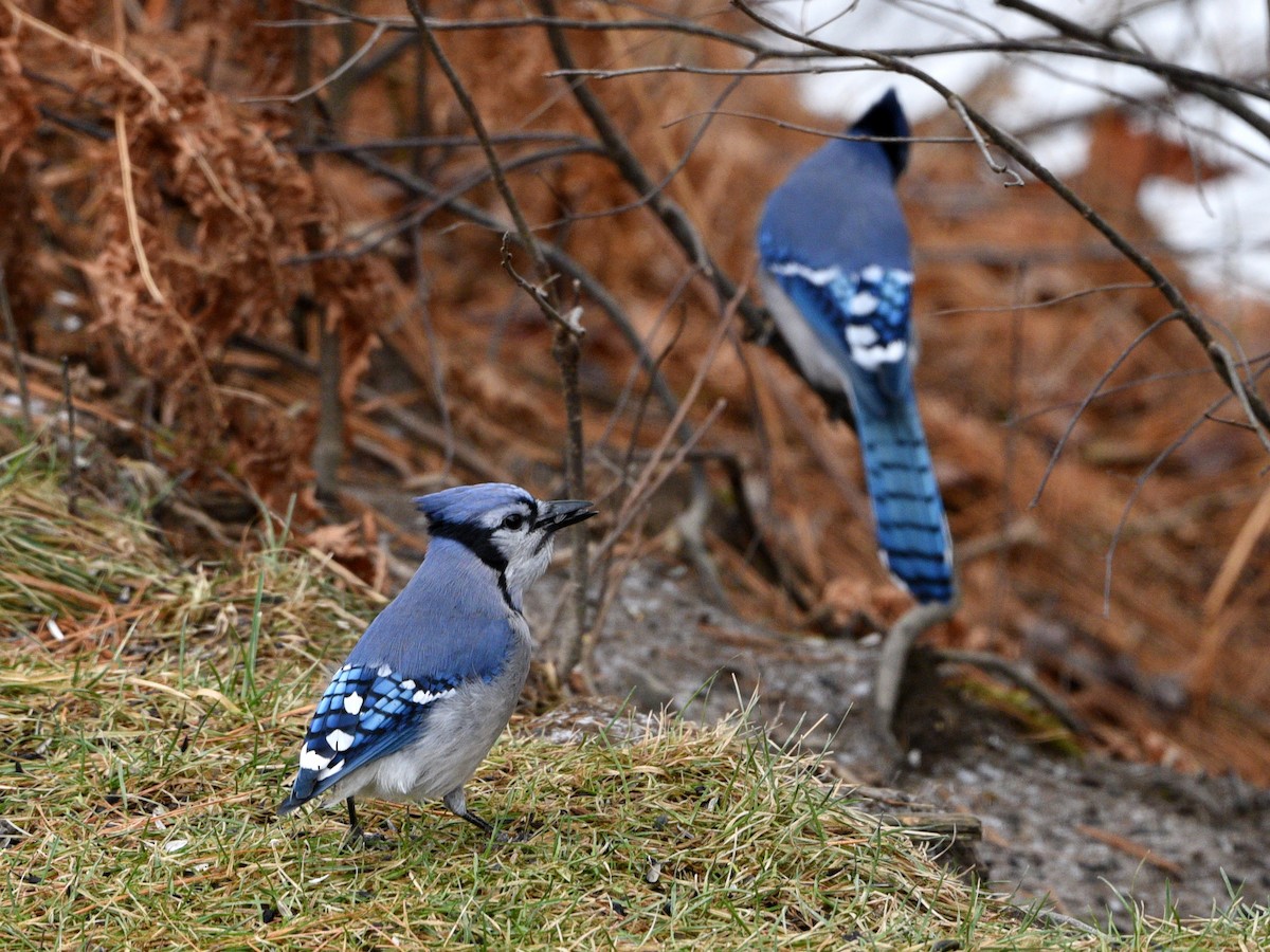 Blue Jay - ML645874003
