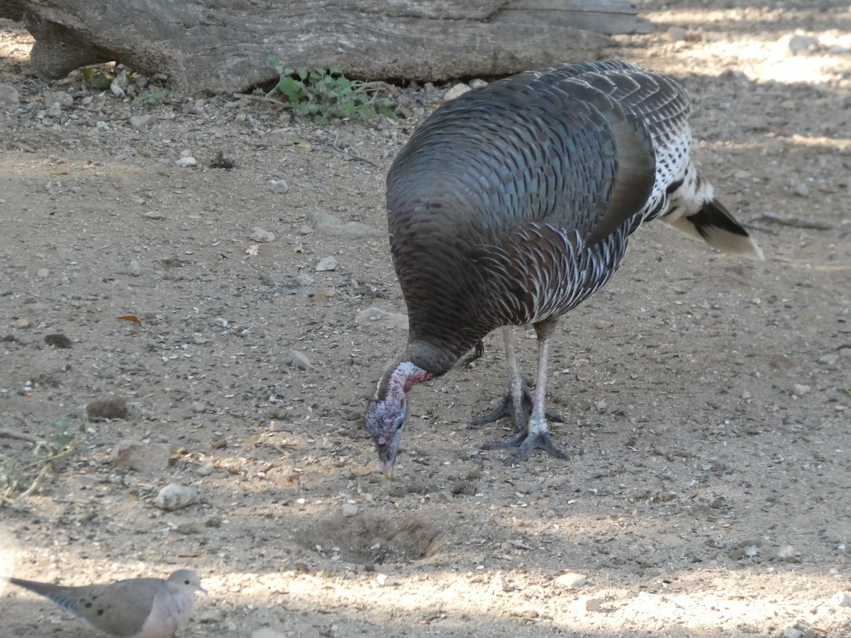 Wild Turkey - ML645874005