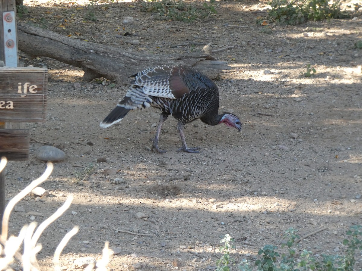 Wild Turkey - ML645874007