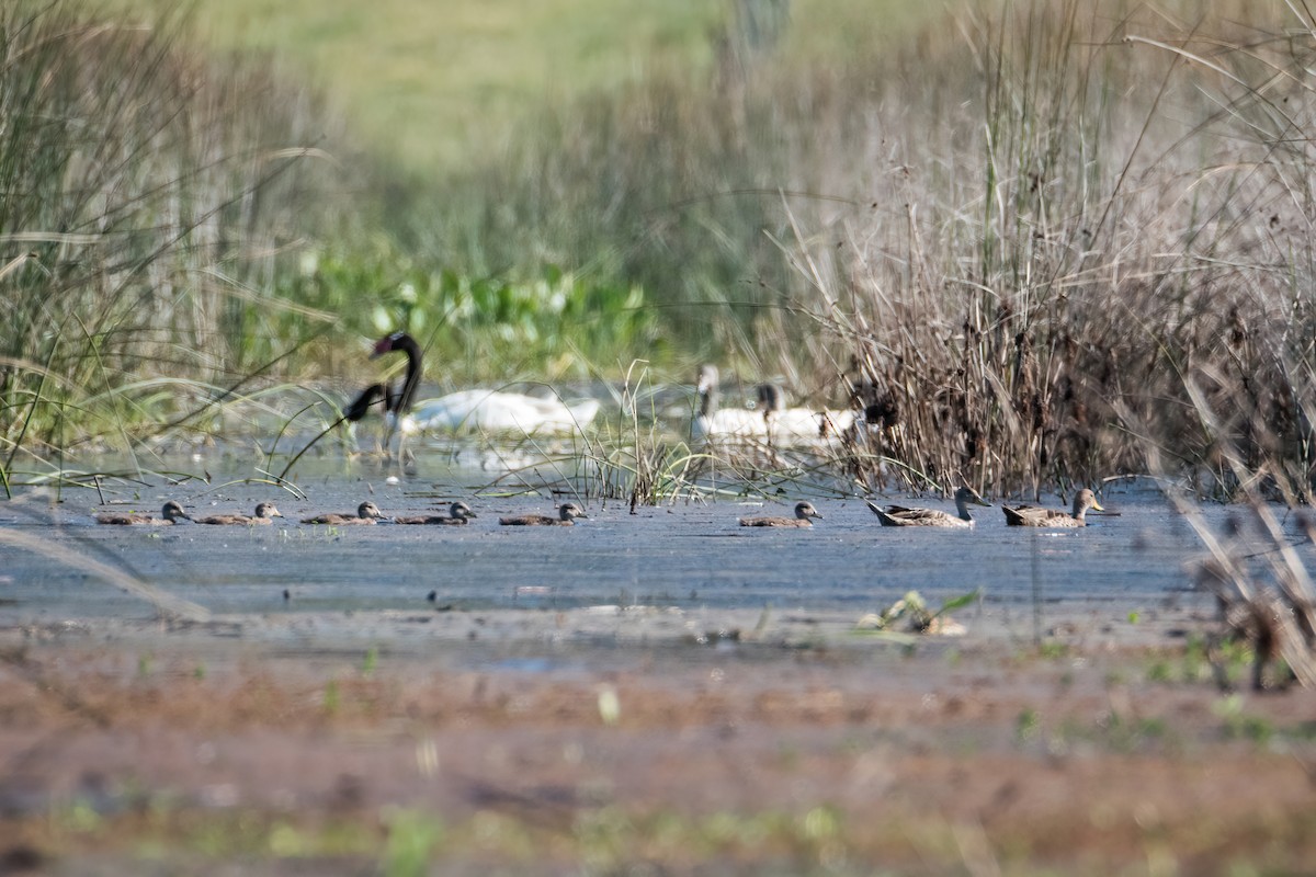 Yellow-billed Pintail - ML645874010