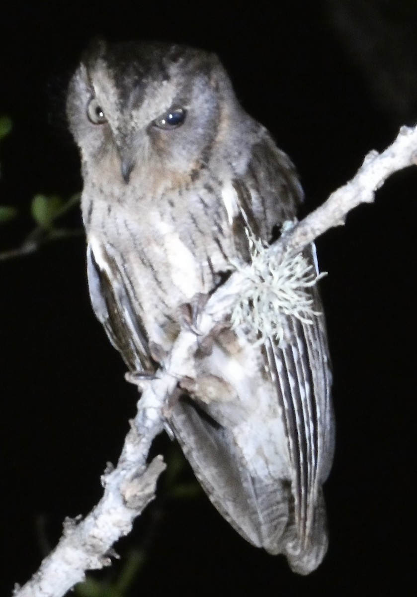 Madagascar Scops-Owl (Torotoroka) - ML645874011