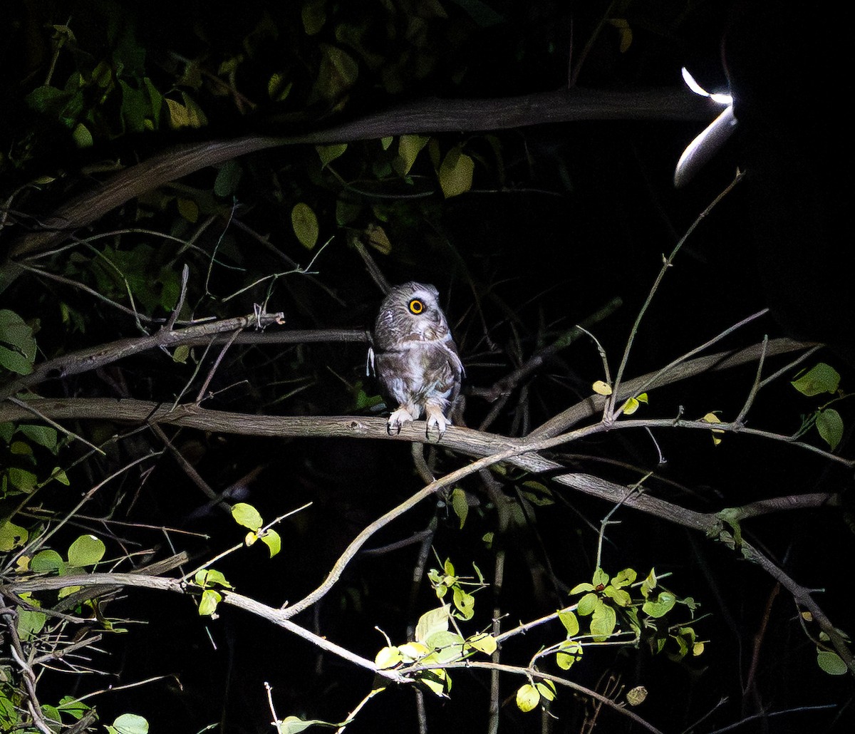 Northern Saw-whet Owl - ML645874018