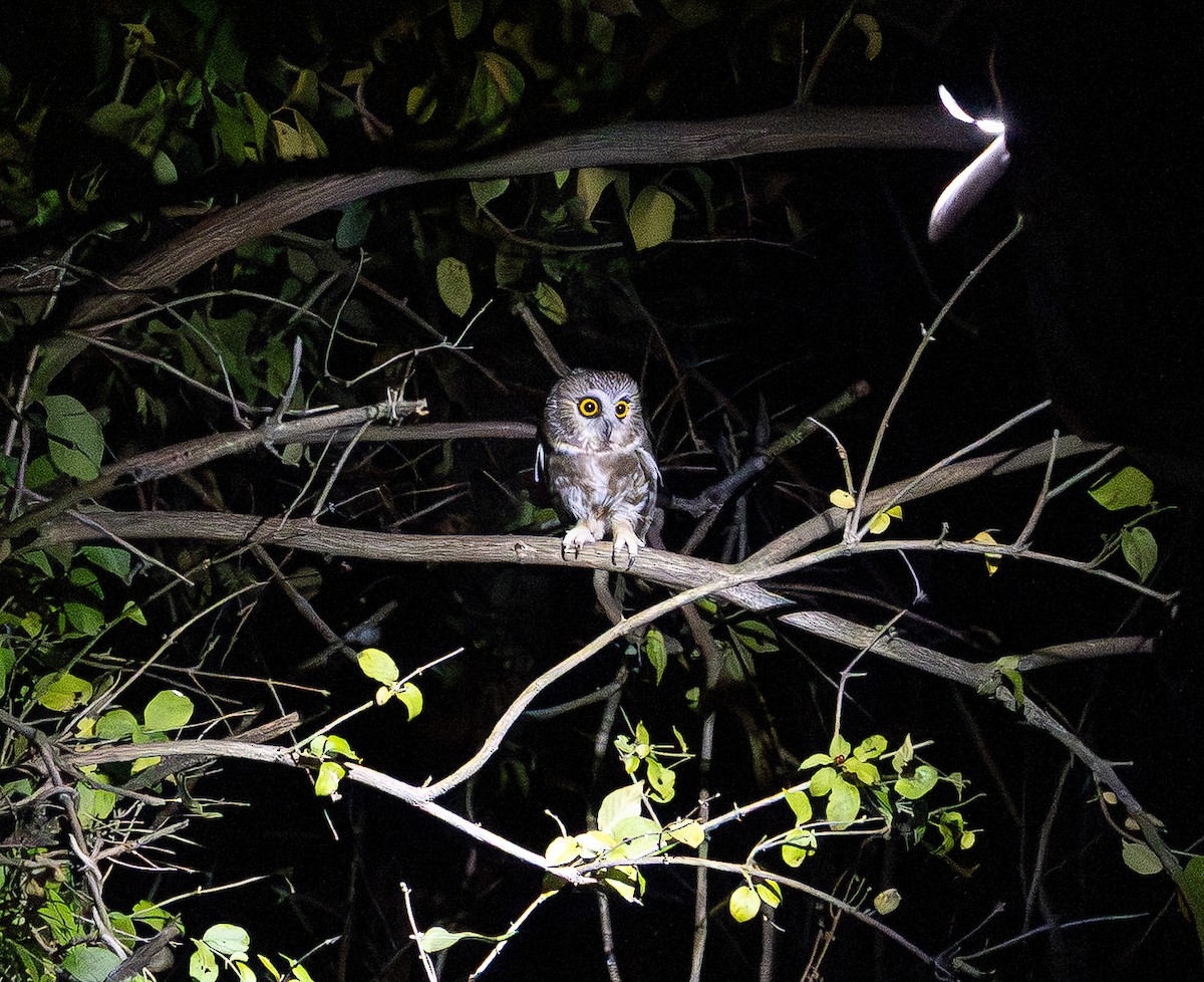 Northern Saw-whet Owl - ML645874019