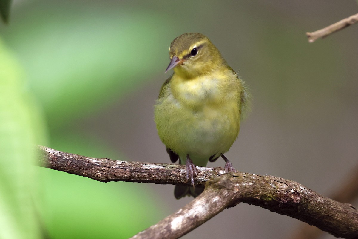 Tennessee Warbler - ML645874026