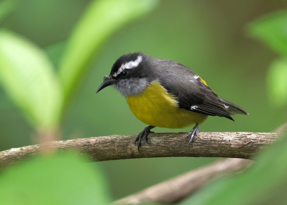 Zuckervogel - ML645874042