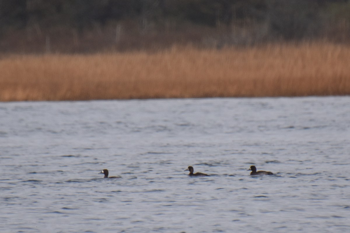 スズガモ - ML645874043