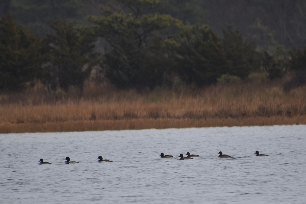 スズガモ - ML645874044