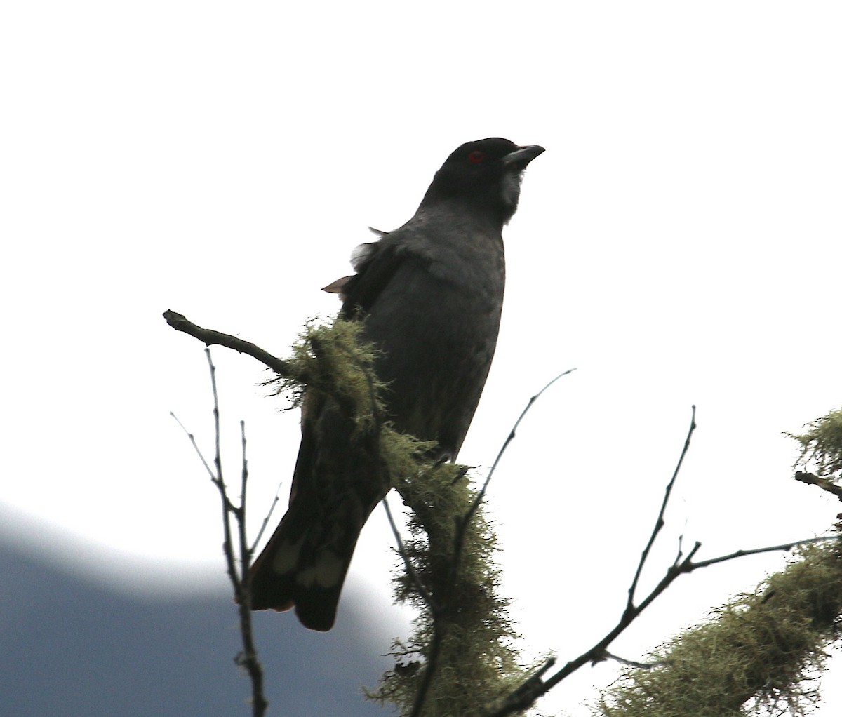 Red-crested Cotinga - ML645874045