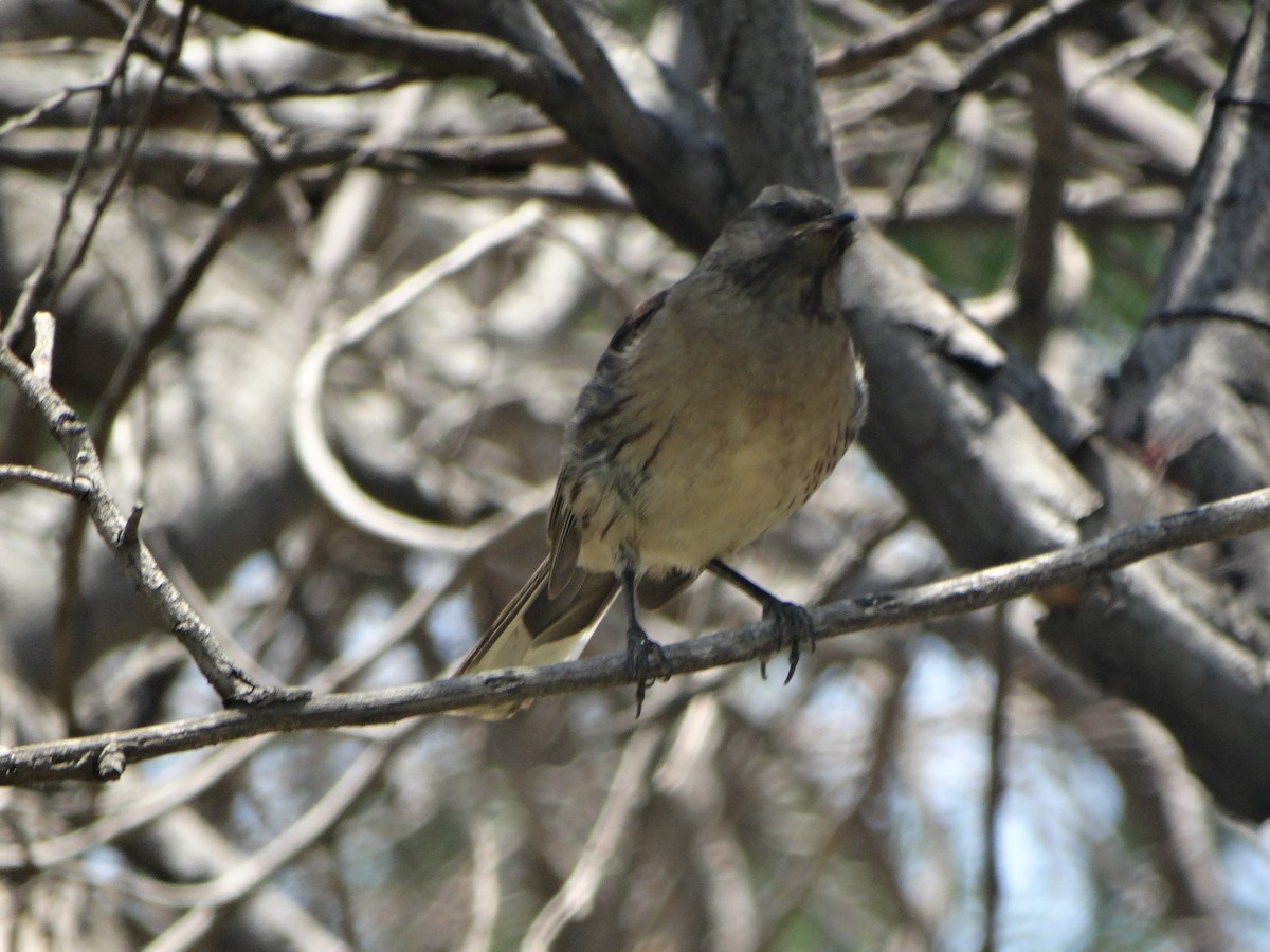 Chilean Mockingbird - ML645874048