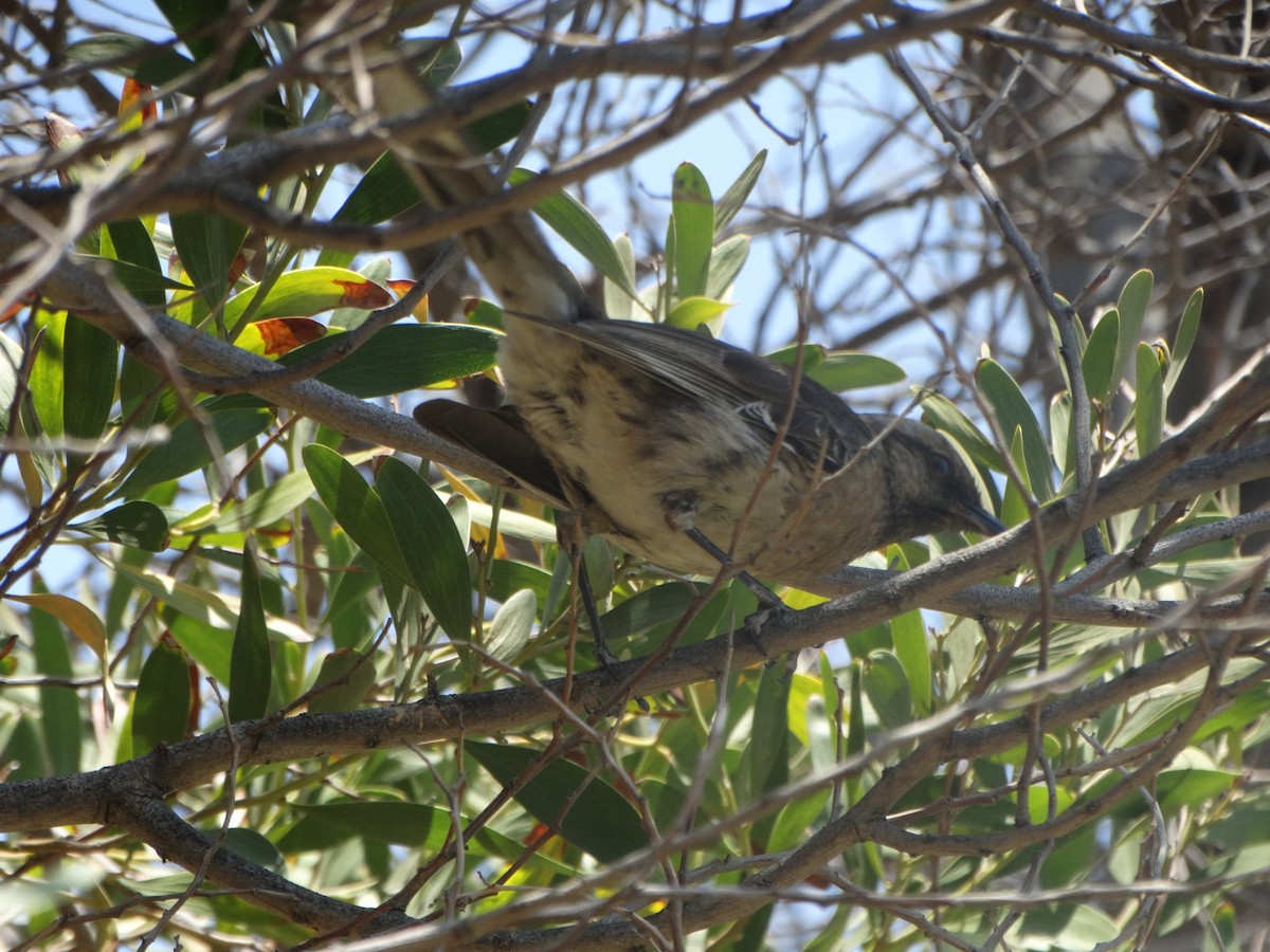 Chilean Mockingbird - ML645874049