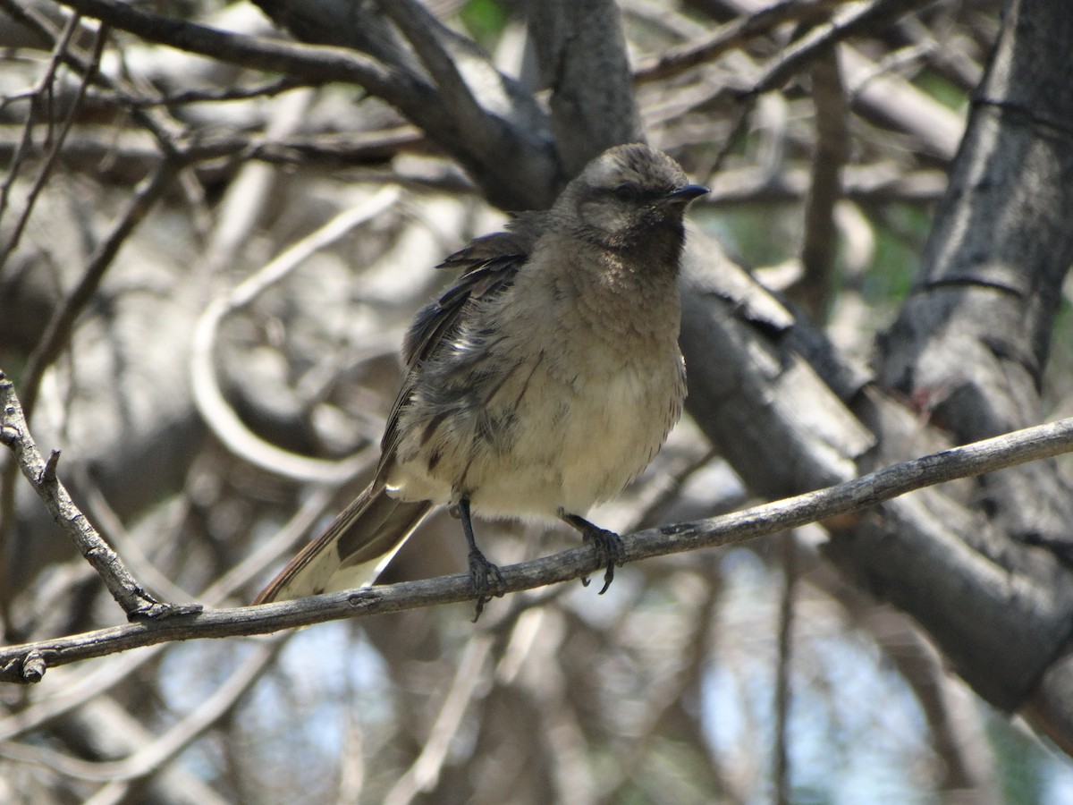Chilean Mockingbird - ML645874050