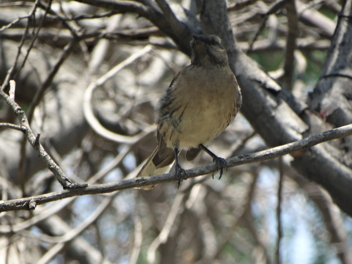 Chilean Mockingbird - ML645874052