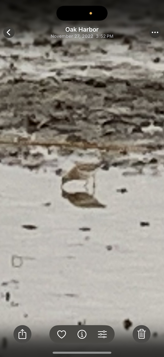 Sharp-tailed Sandpiper - ML645874053