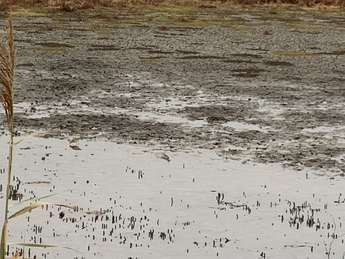 Sharp-tailed Sandpiper - ML645874054