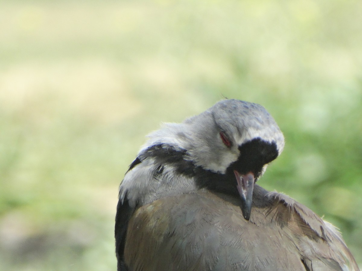 Southern Lapwing - ML645874062