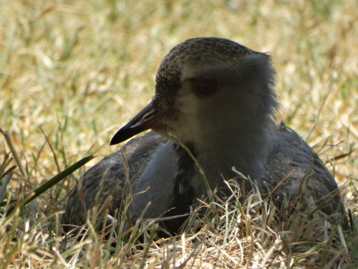 Southern Lapwing - ML645874065