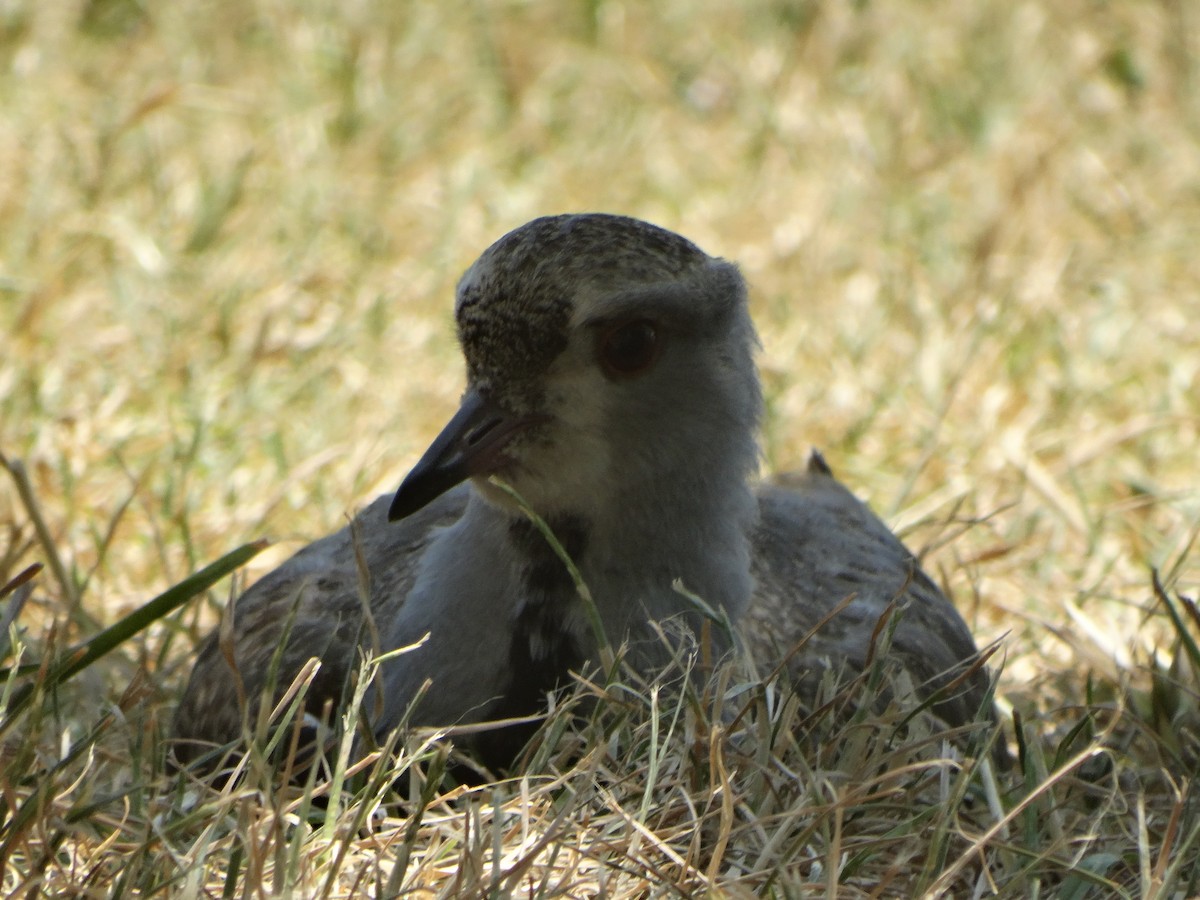 Southern Lapwing - ML645874066