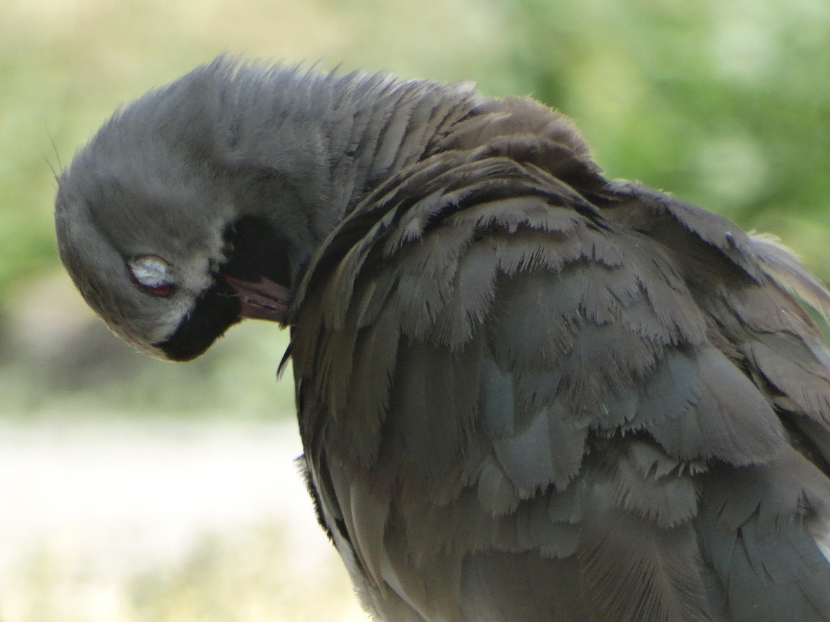 Southern Lapwing - ML645874067