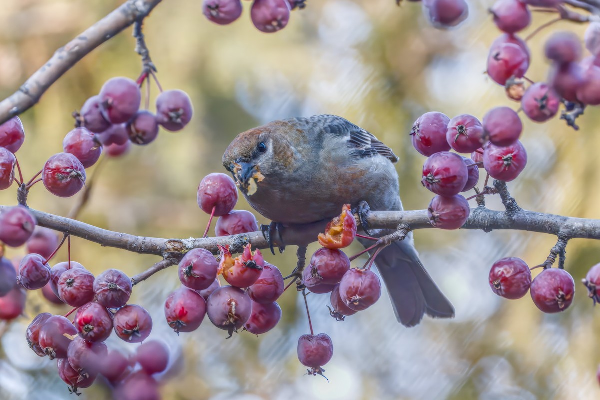 Pinu-gailupa - ML645874096