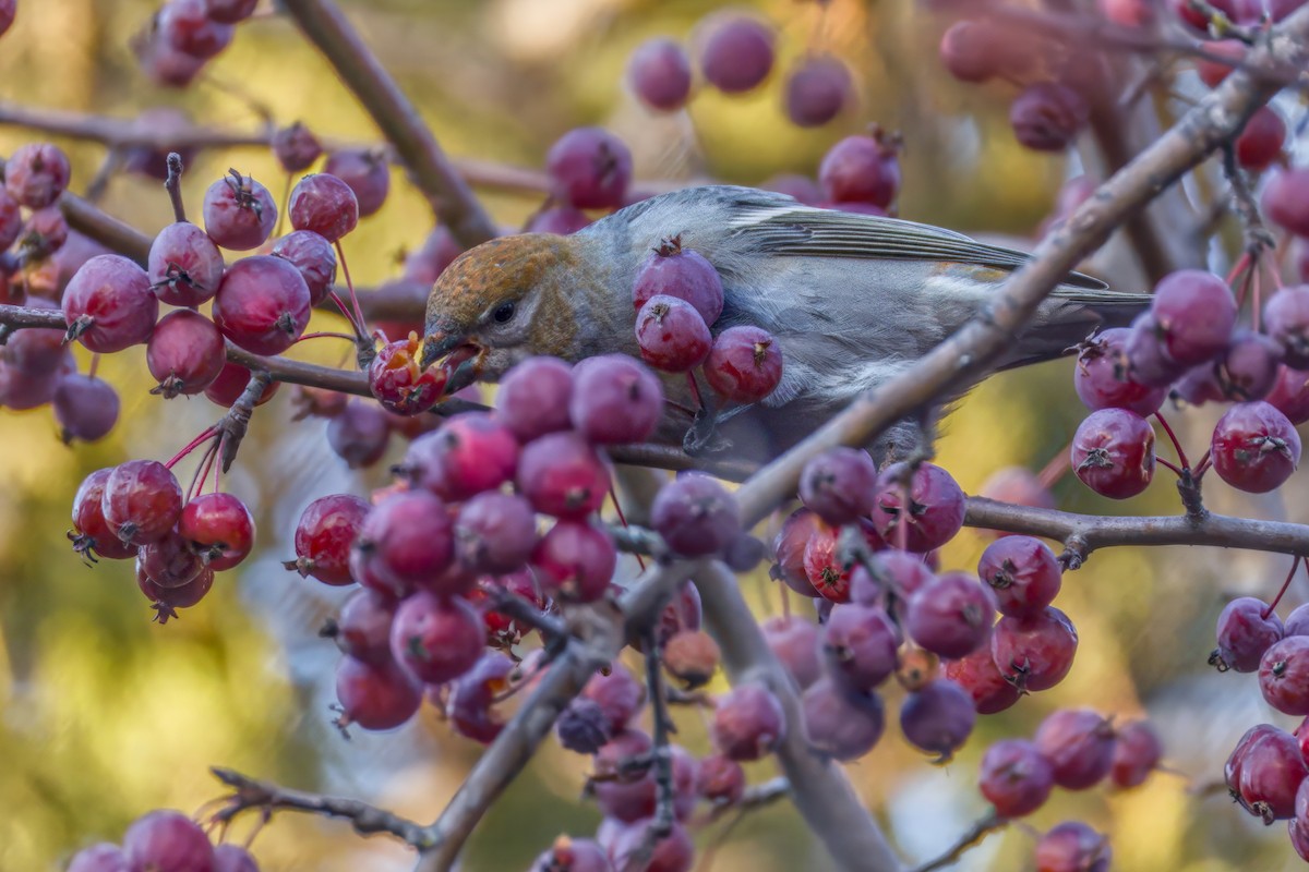 Pinu-gailupa - ML645874097