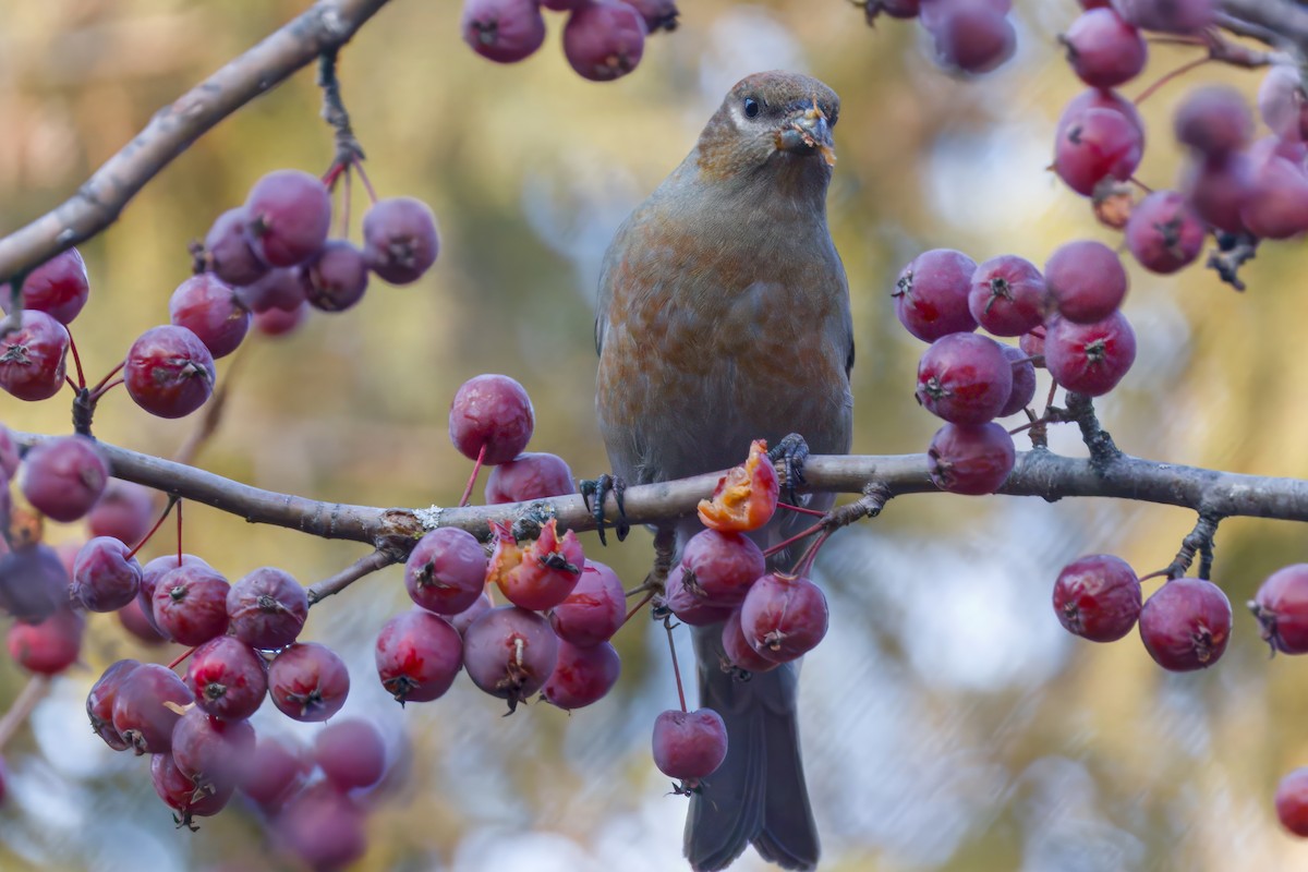 Pinu-gailupa - ML645874099