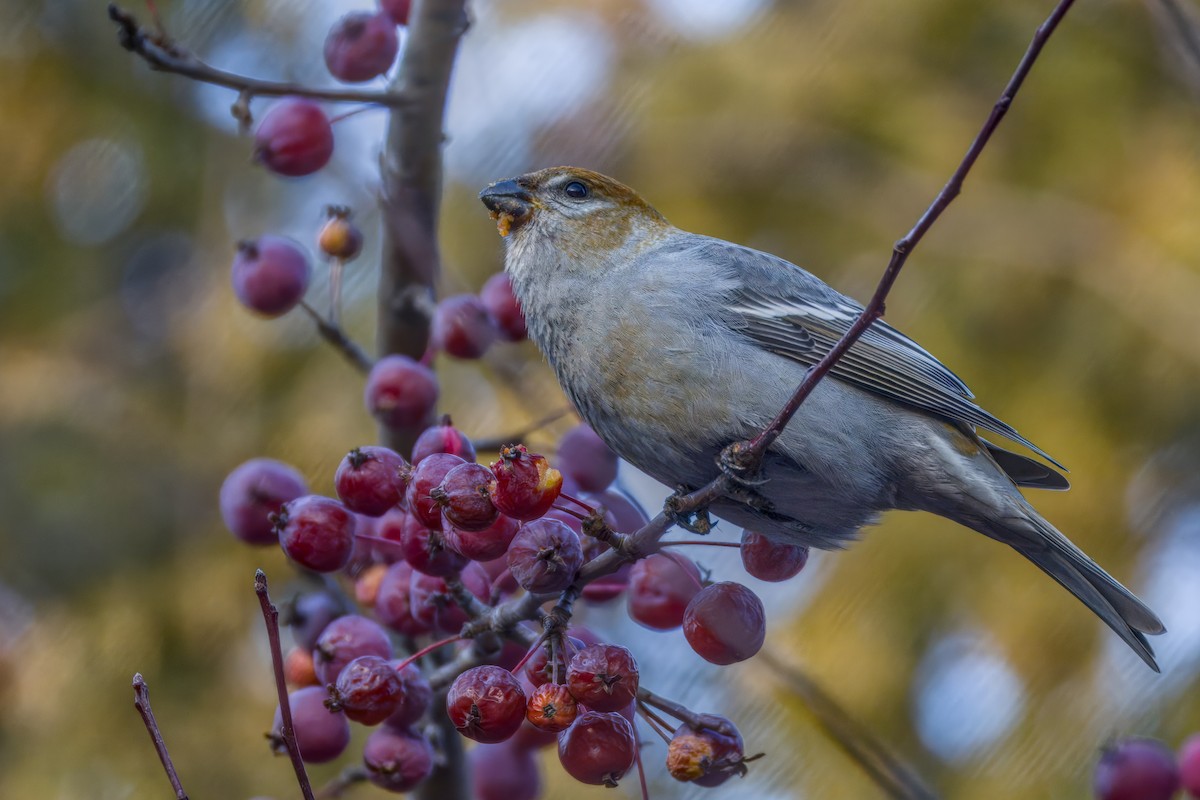 Pinu-gailupa - ML645874100