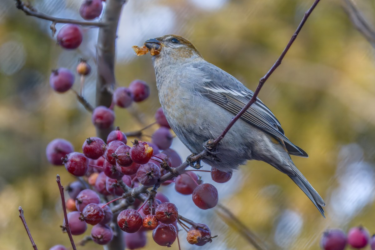 Pinu-gailupa - ML645874101