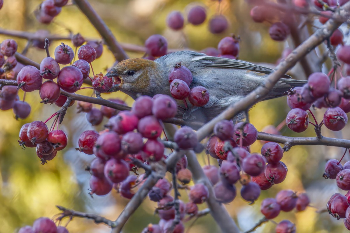 Pinu-gailupa - ML645874102