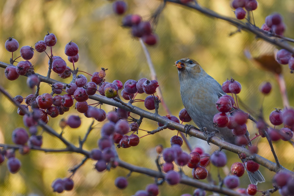 Pinu-gailupa - ML645874103