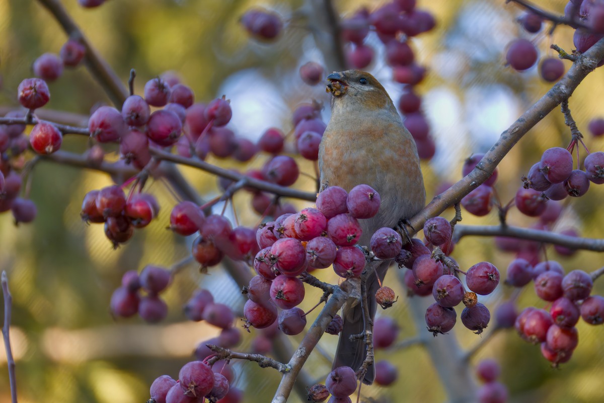 Pinu-gailupa - ML645874104