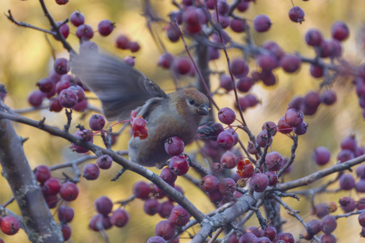 Pinu-gailupa - ML645874105