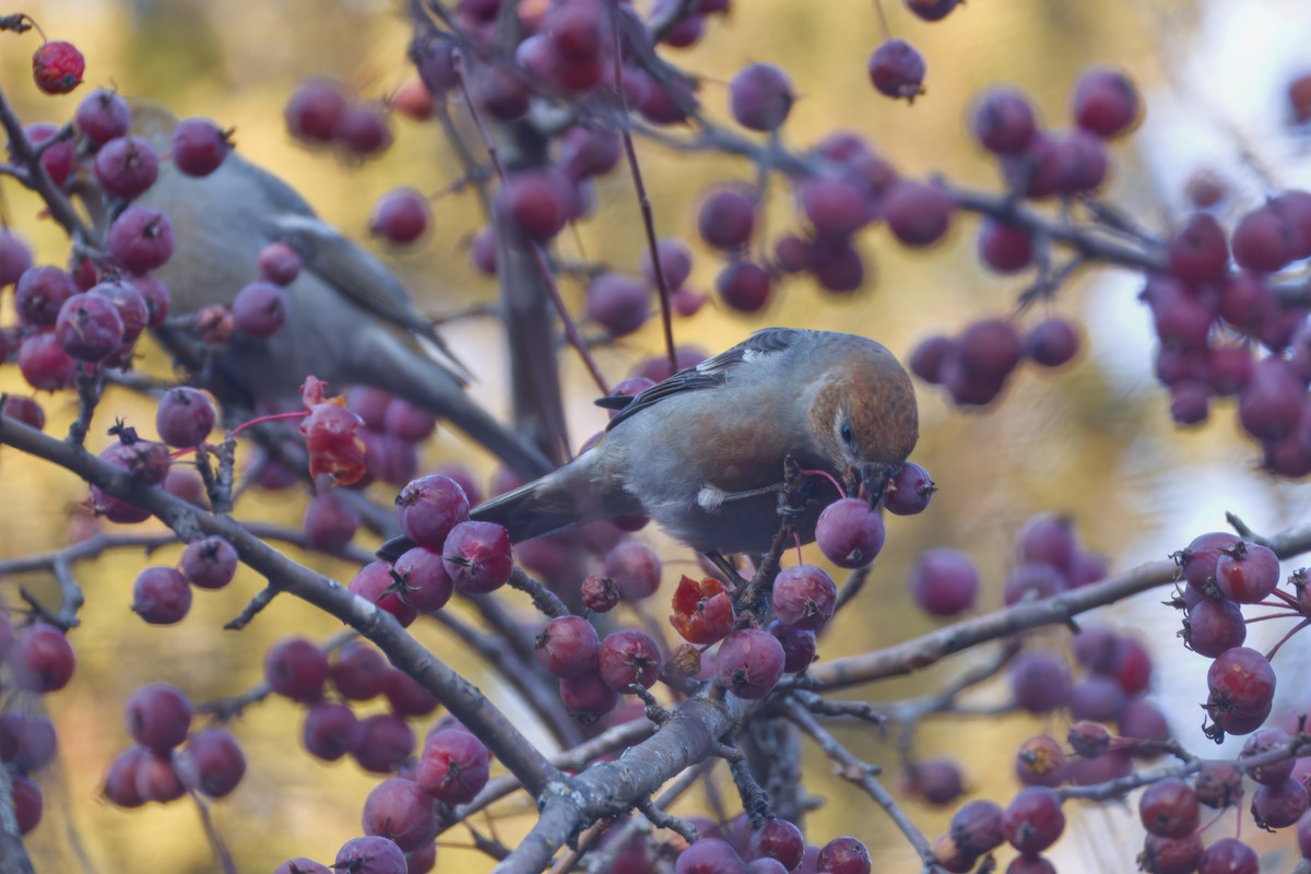 Pinu-gailupa - ML645874106